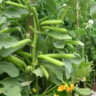 Pinto Beans